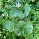 Saxifraga rotundifolia Feuille