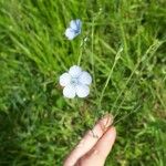 Linum usitatissimumFlower