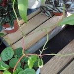 Peperomia albovittata