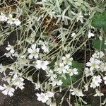 Cerastium tomentosumКвітка