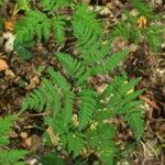 Gymnocarpium dryopteris Folha