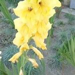 Gladiolus spp. عادت