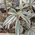 Tradescantia zanonia Листок