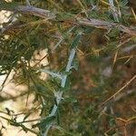 Convolvulus leiocalycinus Kabuk