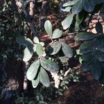 Diospyros texana 花