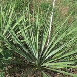 Yucca arkansana Hábito