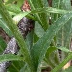 Phyteuma betonicifolium Hoja