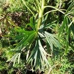 Aconitum napellus Blad