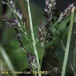 Eragrostis pilosa Blüte