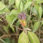 Melampyrum subalpinum 花