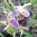 Ophrys × minuticauda Flor