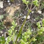 Galium mollugo Агульны выгляд