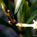 Alstonia deplanchei Staniste