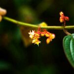 Ossaea marginata Flower