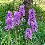 Dactylorhiza fuchsiiFlor