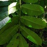 Pometia pinnata Leaf