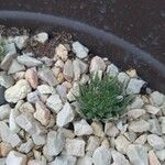 Haworthia arachnoidea Leaf