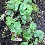 Fragaria moschata Folio