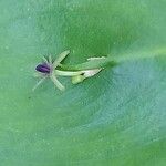 Ruscus hypophyllum Flower