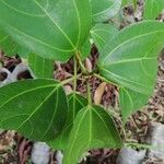 Scepocarpus trinervis Leaf