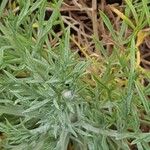 Centaurea corymbosa 葉