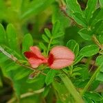 Indigofera brevicalyx फूल