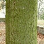 Abies concolor Rusca