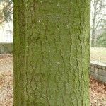 Abies concolor Bark