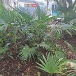 Livistona chinensis Folha