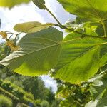 Tilia × euchlora Folla