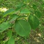 Ulmus laciniata Leaf