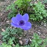 Anemone coronaria പുഷ്പം