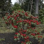 Rhododendron argipeplum Hábito