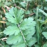 Erodium moschatum برگ