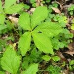 Sanicula canadensis Feuille