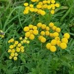 Tanacetum vulgareफूल