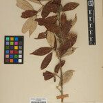 Elaeagnus caudata Otro