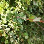 Salix repens Fuelha