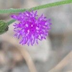 Cyanthillium cinereum Flower