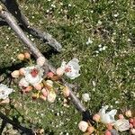 Pyrus pyrifolia Blomma