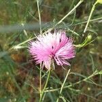 Mantisalca salmantica Flower