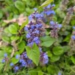 Ajuga genevensisÇiçek