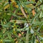 Hypericum kalmianum Folha