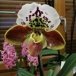 Paphiopedilum insigneFlower