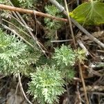 Achillea ligustica Foglia