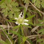 Anemone berlandieri Hàbitat