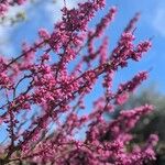 Cercis canadensis Цветок