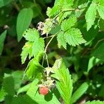 Rubus spectabilisBlad