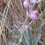 Matthiola sinuata Blodyn