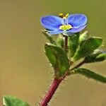 Veronica acinifolia Kwiat